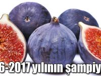 En yüksek yeterlilik derecesi 2016-2017 döneminde incirde