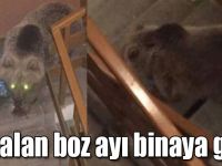 Kars'ta aç kalan boz ayı binaya girdi