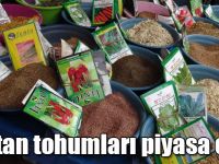 Kars’ta bostan tohumları piyasa çıktı