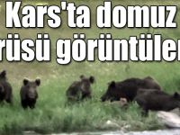 Kars'ta domuz sürüsü görüntülendi