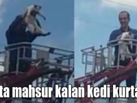 Kars'ta ağaçta mahsur kalan kediyi vatandaş kurtardı
