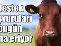 Düve desteği başvuruları bugün sona eriyor