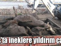Kars'ta 10 ineğe yıldırım çarptı