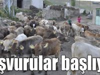 Kars'ta buzağı destek başvuruları 2 Temmuz’da başlıyor
