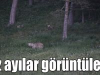 Boz ayılar Sarıkamış’ta görüntülendi