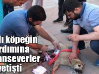 Yaralı köpeğin yardımına hayvanseverler yetişti