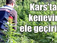 Kars'ta 486 adet kök kenevir ele geçirildi
