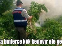Kars’ta 4 bin 116 kök kenevir ele geçirildi