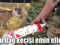 Yavru dağ keçisi emin ellerde