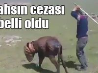 Kars'ta eşeğe sopayla işkence yapan şahsın cezası belli oldu