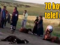 Kars'ta kamyonetin çarptığı 70 koyun telef oldu