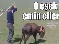 Kars’ta işkence yapılan eşek emin ellerde
