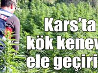 Kars’ta 461 adet kök kenevir ele geçirildi