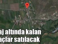 Kars Barajı altında kalan ağaçlar satılacak