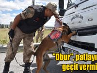 Hassas burun "Obur", patlayıcılara geçit vermiyor