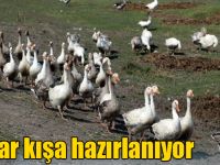 Kars kazları kışa hazırlanıyor