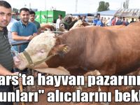Kars’ta hayvan pazarının "tosunları" alıcılarını bekliyor