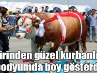 Birbirinden güzel kurbanlıklar podyumda boy gösterdi