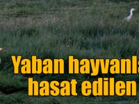 Kars'ta yaban hayvanları, hasat edilen tarlalardan besleniyor