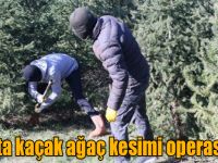 Kars'ta kaçak ağaç kesimi operasyonu