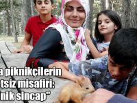 Kars'ta piknikçilerin davetsiz misafiri: "Minik sincap"