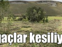 Kars'ta sular altına kalacak ağaçlar kesiliyor