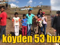 Kars’ta 53 köyden 53 buzağı yarıştı
