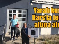 Yaralı kuşlar Kars’ta tedavi altına alındı