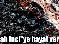 "Siyah inci"ye hayat veriyor