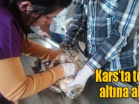 Yaralı kızıl şahin ile yeşil başlı ördek Kars’ta tedavi altına alındı