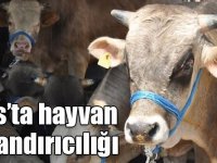 Kars’ta hayvan dolandırıcılığı