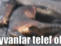 Kars'ta 13 büyükbaş hayvan yanarak telef oldu