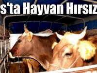 Kars’ta hayvan hırsızlığı
