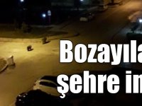 Bozayı yavrusuyla konutların arasında yiyecek aradı