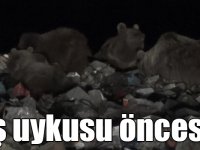 Ayılar Sarıkamış’ta kış uykusu öncesi besin depoluyor