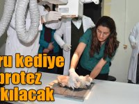 Ayakları kesik halde bulunan yavru kediye protez takılacak