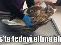 Ardahan’da avcılar tarafından vurulan şahin, Kars’ta tedavi altına alındı