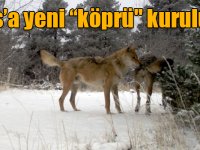 Kurtların geçiş noktasındaki kara yoluna "yaban hayatı köprüsü"