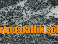 Sarıçam ormanlarında kartpostallık şölen