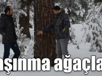 Kars'ta yabani hayvanların "kaşınma ağaçları"