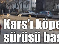 Kars’ı köpek sürüsü bastı