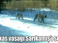 "Kafkas vaşağı Sarıkamış'ı sevdi"