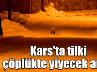 Kars'ta tilki çöplükte yiyecek aradı