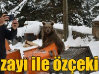 Yavru bozayı Sarıkamış'ın merkezinde yiyecek aradı