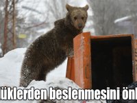 Bozayıların kış uykusu için "çöplüklerden beslenmesini önleyin" önerisi