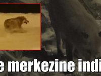 Sarıkamış’ta aç kalan tilki ve kurt ilçe merkezine indi