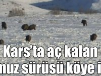 Kars’ta aç kalan domuz sürüsü köye indi