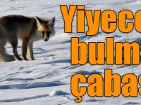 Kars'ta tilkilerin soğuk havada yiyecek bulma çabası