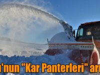 Doğu'nun "Kar Panterleri" arı gibi