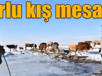 Karslı besicilerin zorlu kış mesaisi